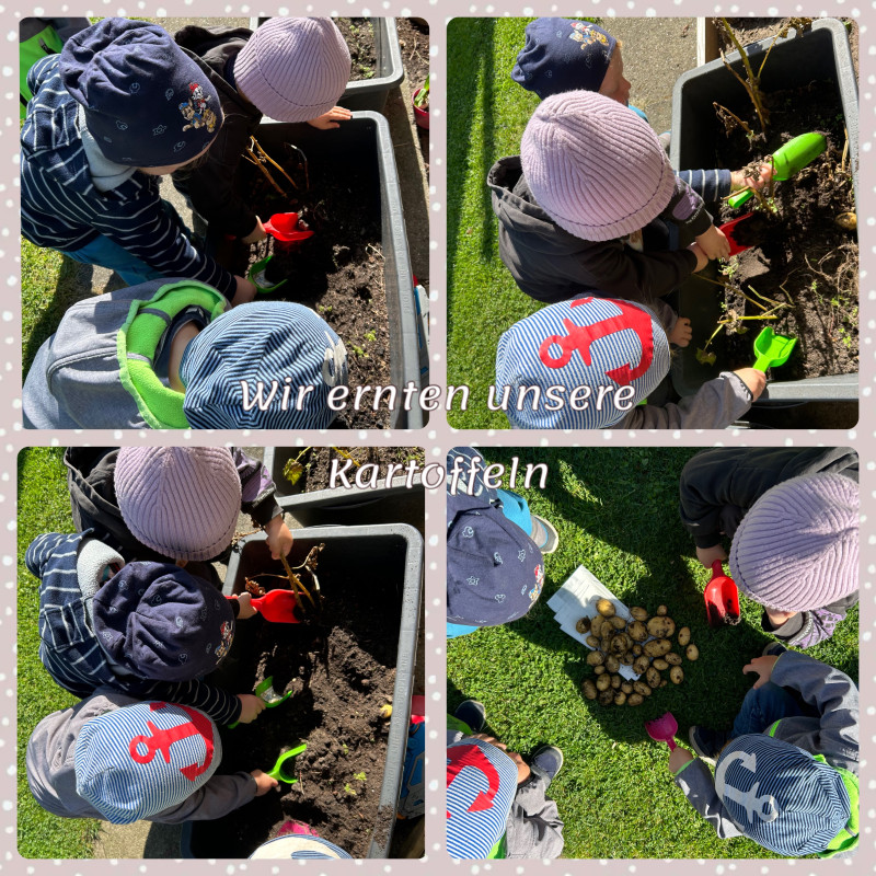 Wir ernten unsere Kartoffeln